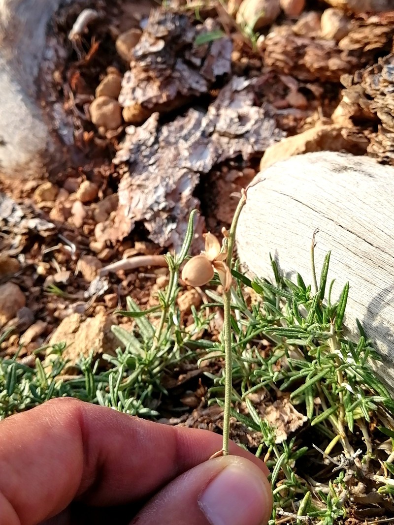 Helianthemum pergamaceum subsp. pergamaceum photo 3