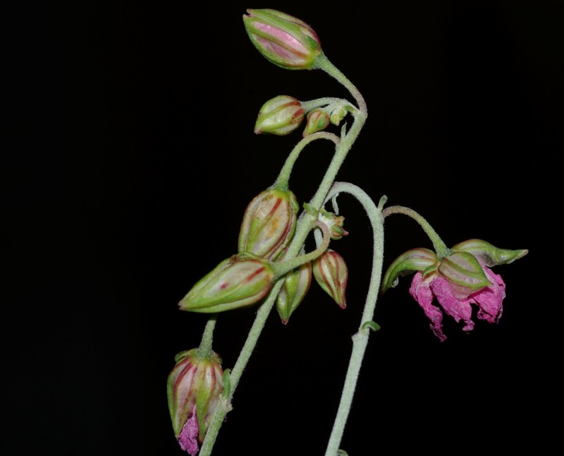 Helianthemum pergamaceum subsp. pergamaceum photo 4