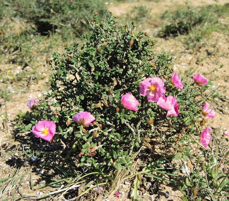 Helianthemum raskebdanae photo 2