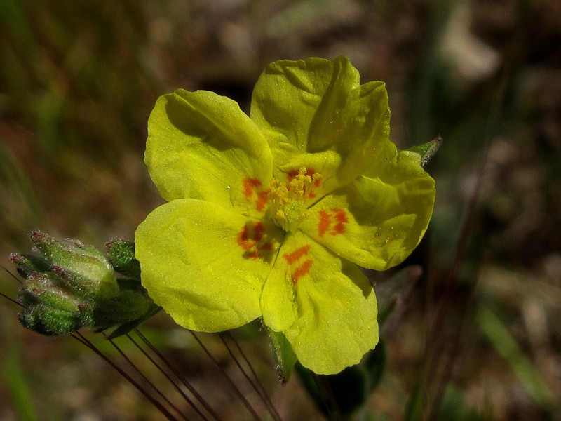 Willowleaf Frostweed photo 4