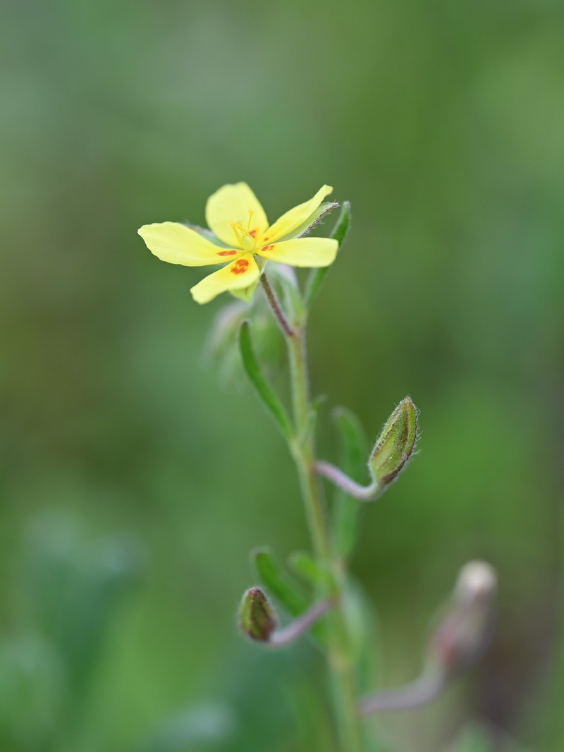 Willowleaf Frostweed photo 5