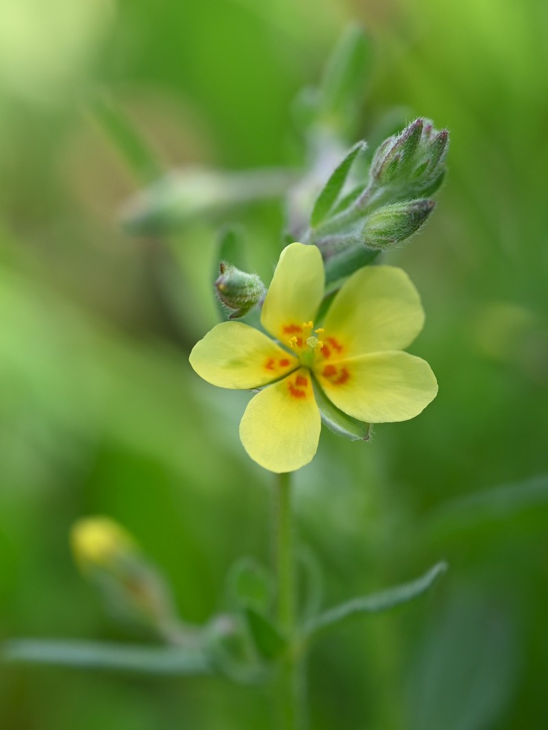 Willowleaf Frostweed photo 6