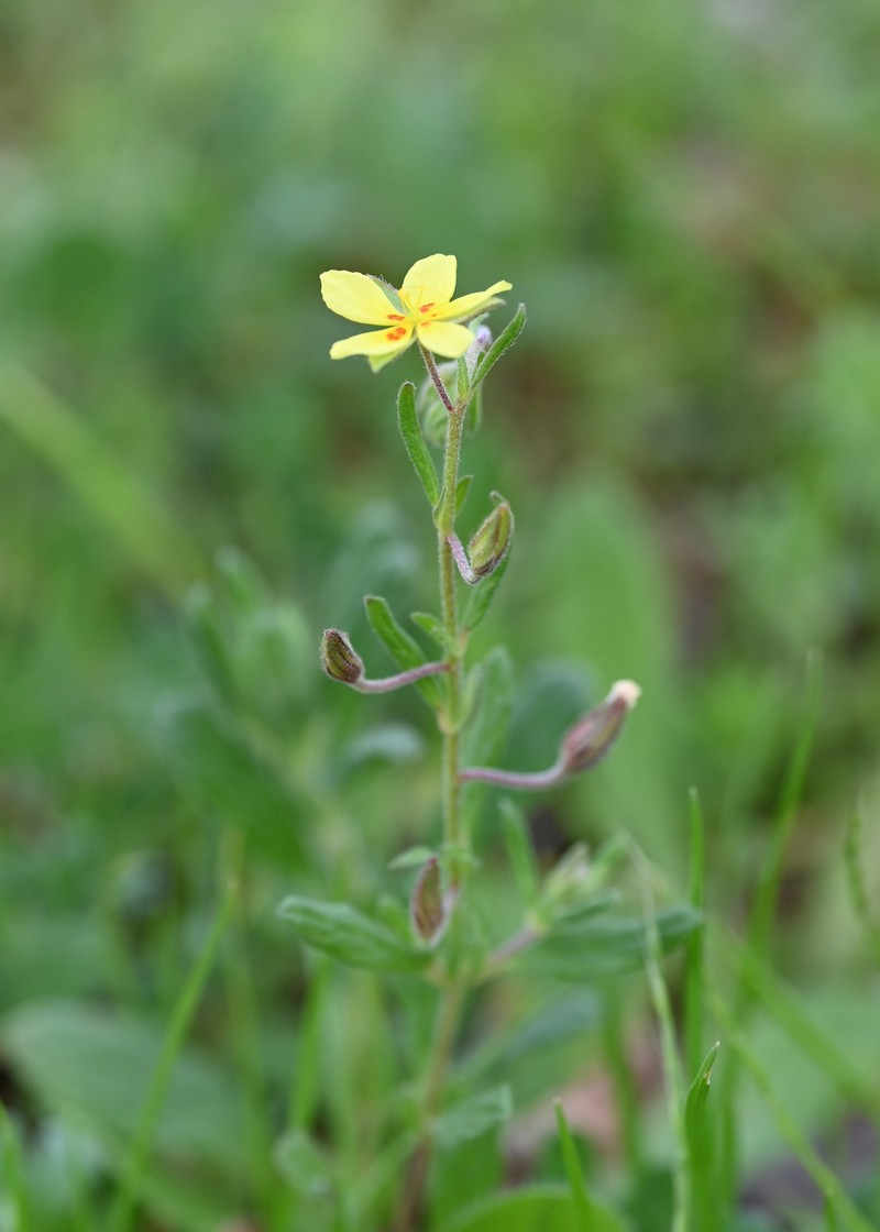 Willowleaf Frostweed photo 2