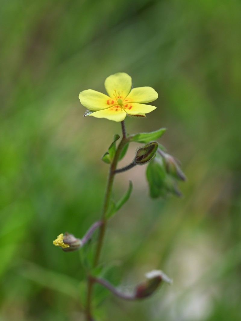 Willowleaf Frostweed photo 3