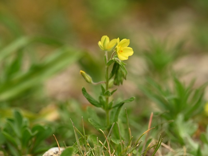 Willowleaf Frostweed