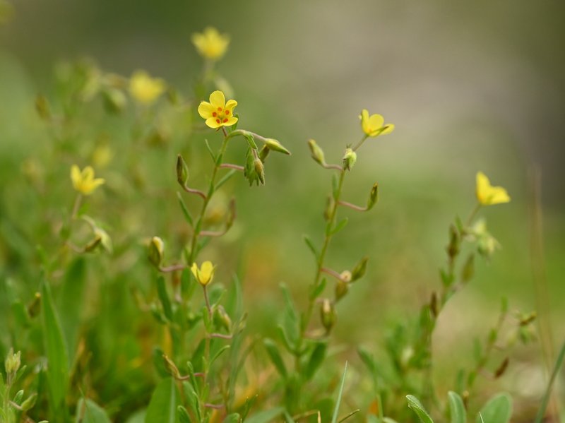 Willowleaf Frostweed photo 7
