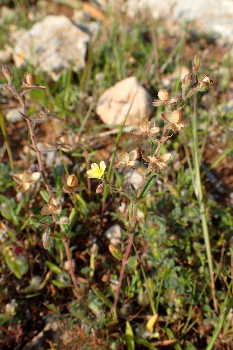 Willowleaf Frostweed photo 8
