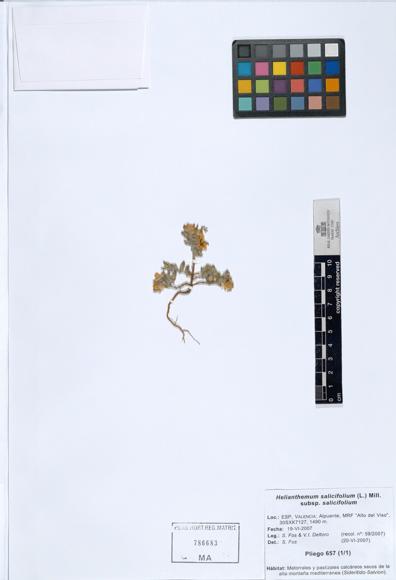 Helianthemum salicifolium var. salicifolium