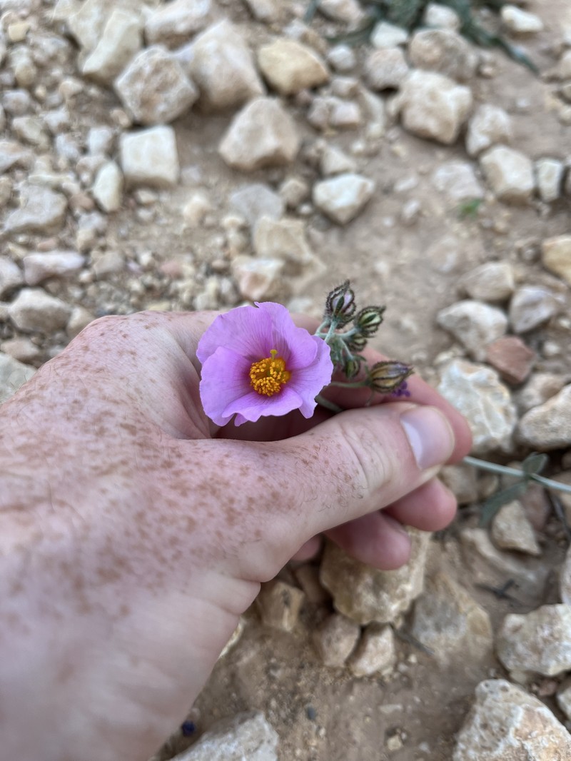 Helianthemum virgatum subsp. ciliatum