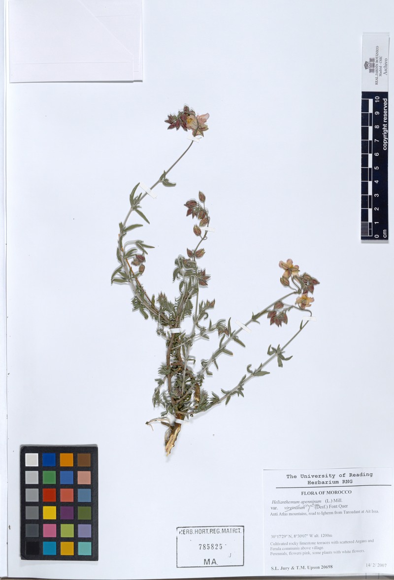 Helianthemum virgatum subsp. virgatum