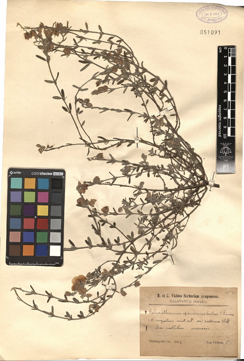 Helianthemum virgatum subsp. virgatum photo 2
