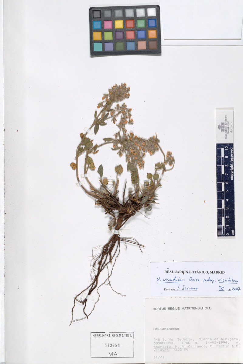 Helianthemum viscidulum subsp. viscidulum