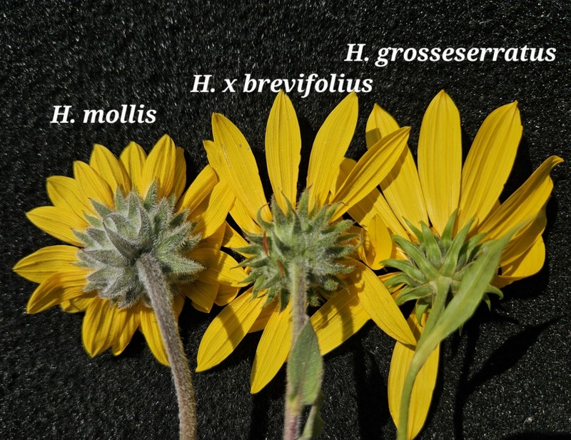 Shortleaf Sunflower