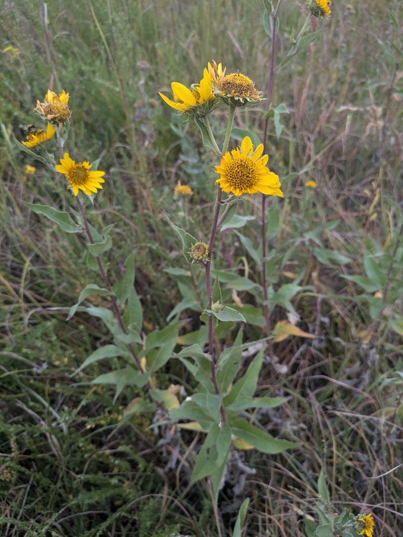 Shortleaf Sunflower photo 2