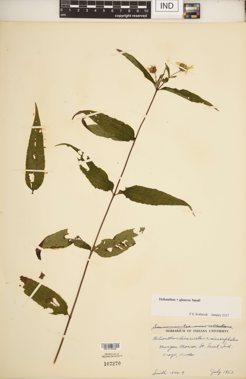 Sunflower photo 4