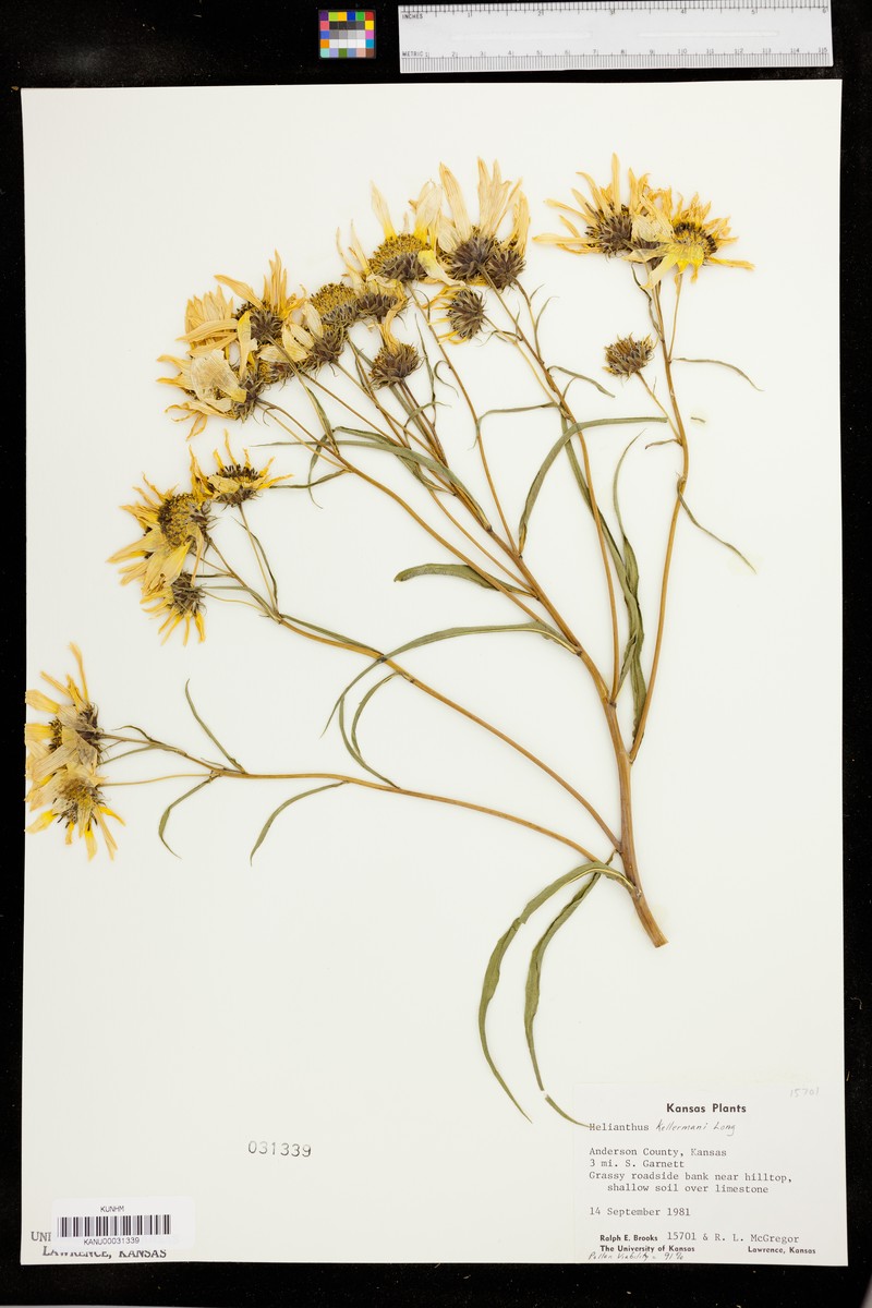Sunflower photo 3