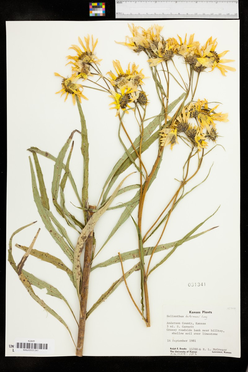 Sunflower photo 4