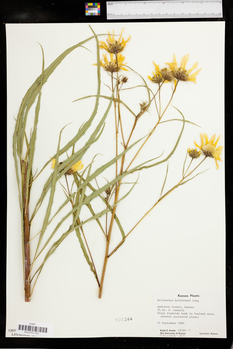 Sunflower photo 6