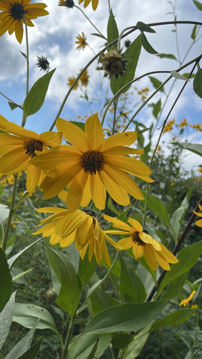 Cheerful Sunflower photo 3