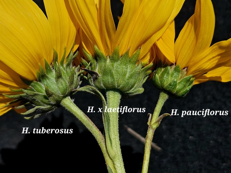 Cheerful Sunflower photo 4