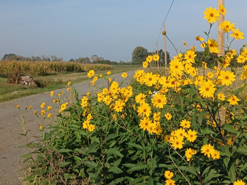 Cheerful Sunflower photo 5