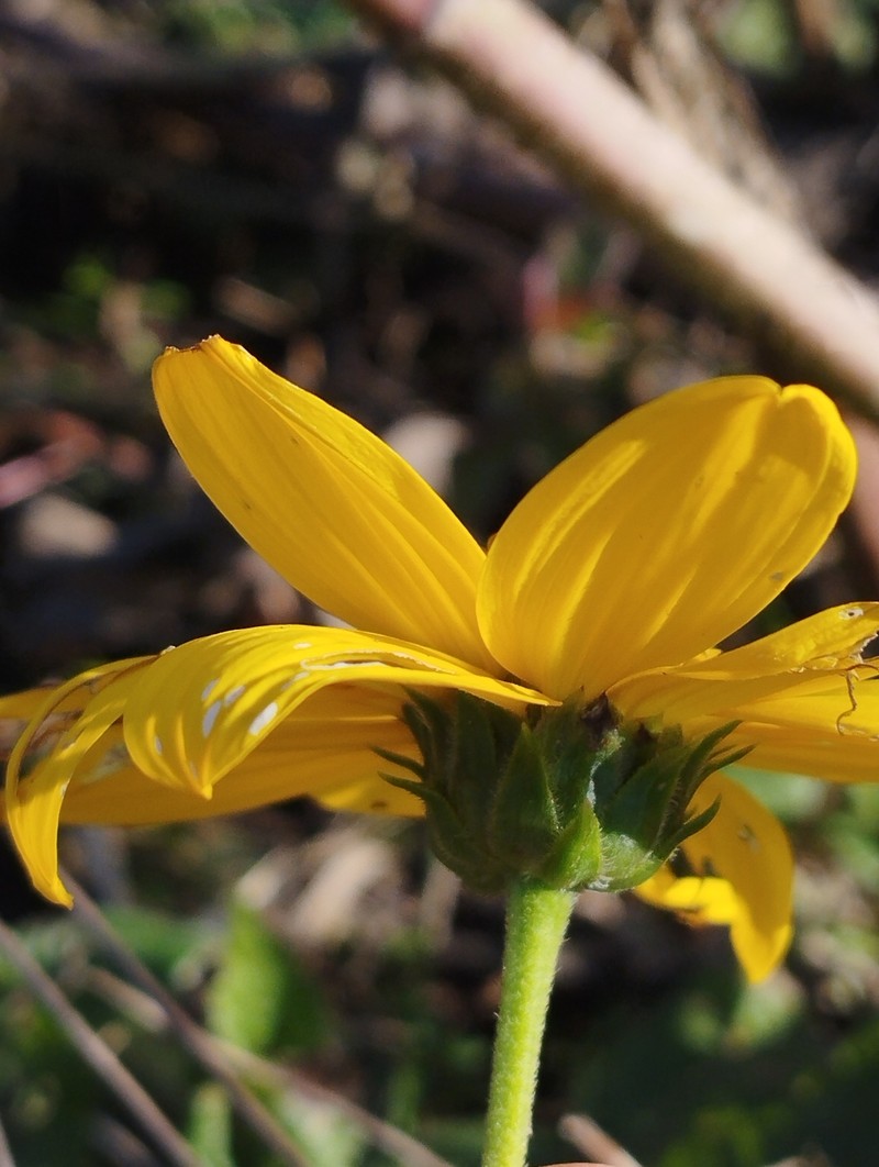 Cheerful Sunflower photo 6
