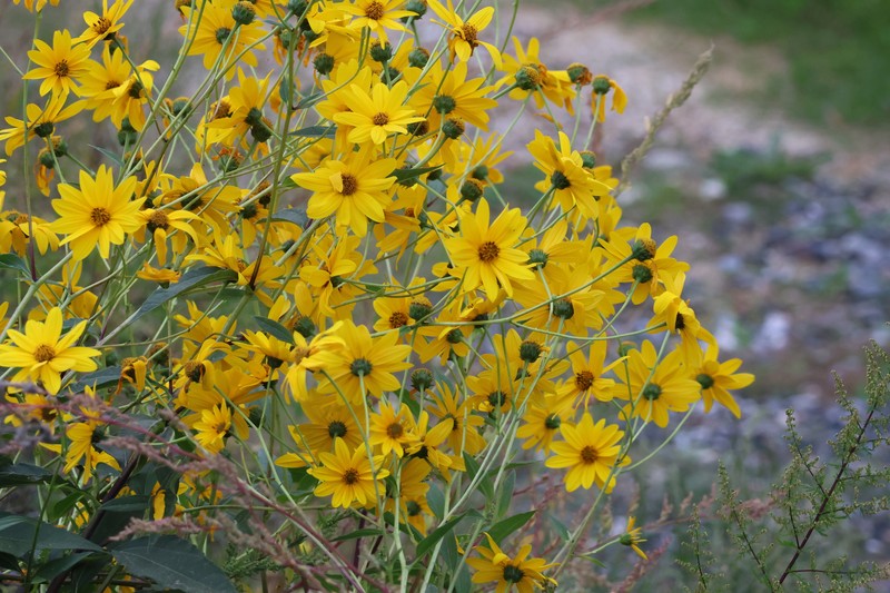 Cheerful Sunflower photo 7