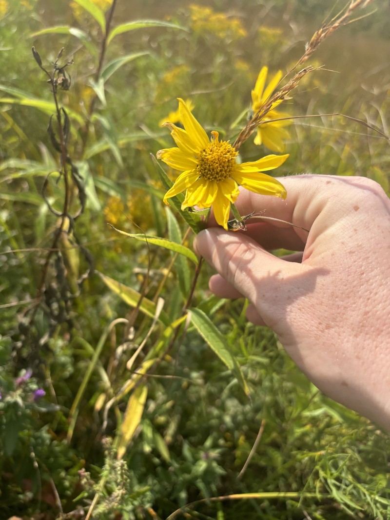 Sunflower photo 2