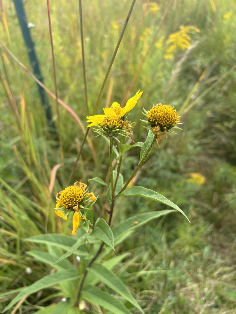 Sunflower photo 3