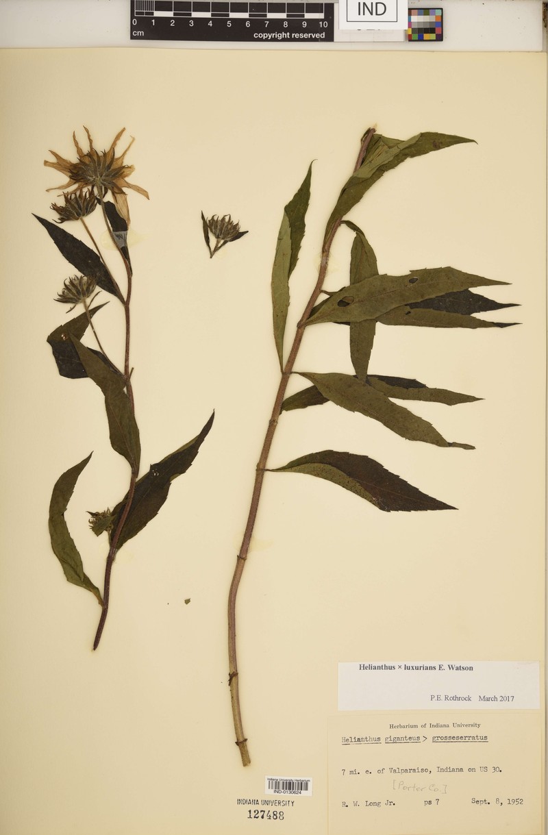 Sunflower photo 6