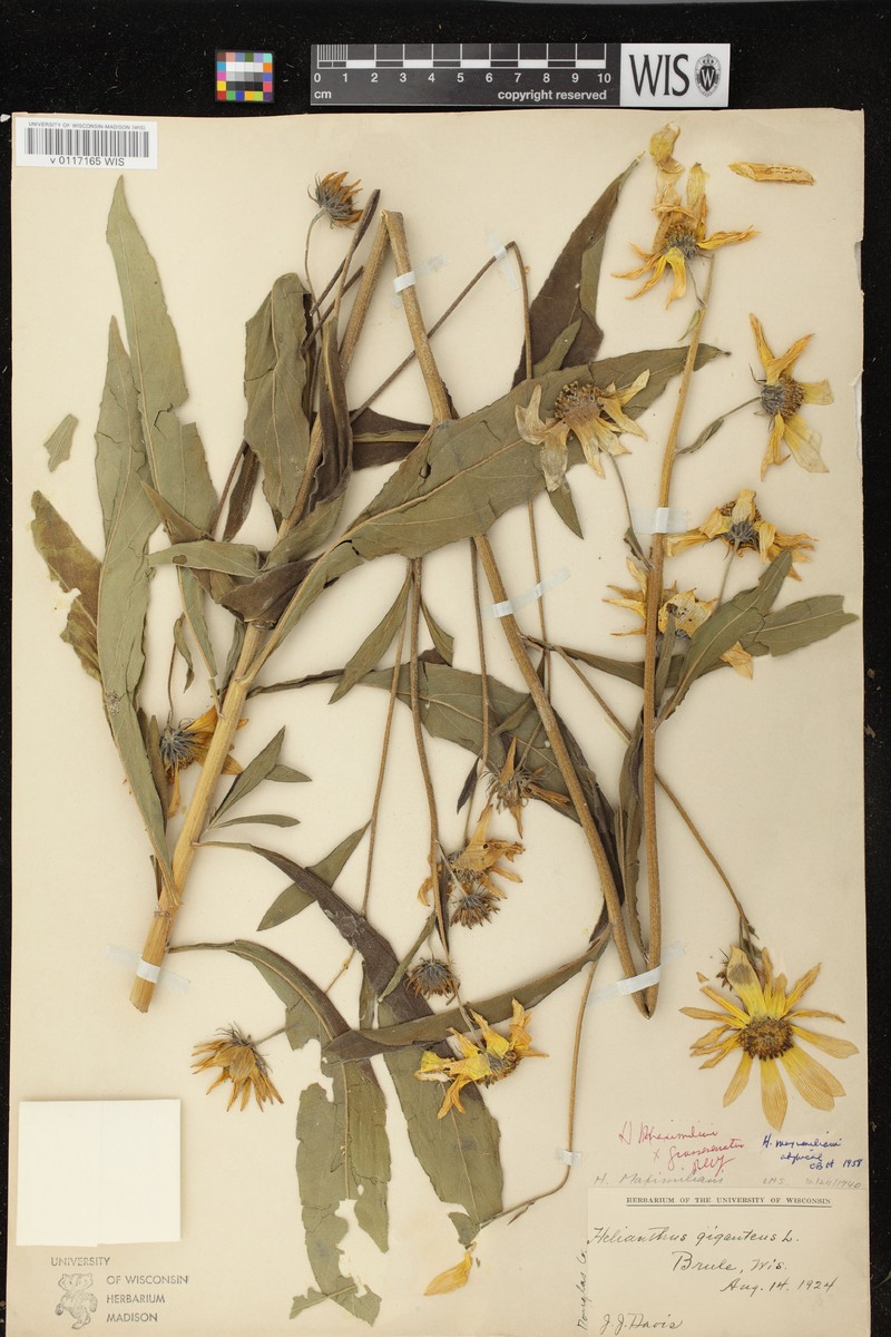 Sunflower photo 2