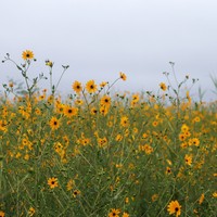Southeastern Sunflower