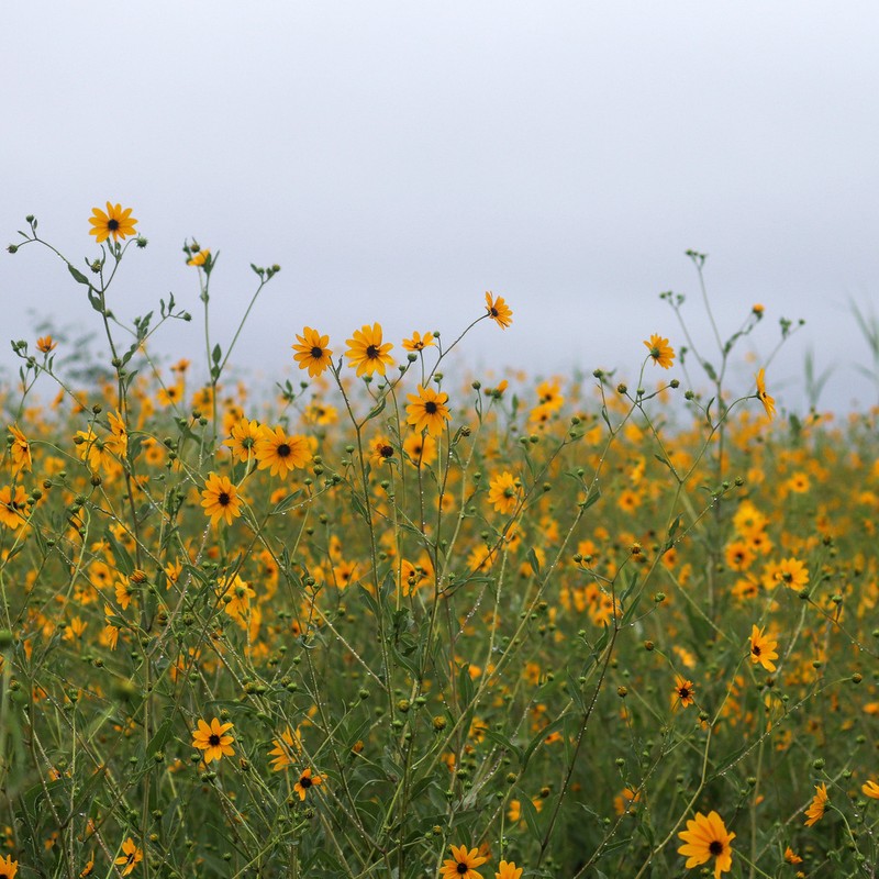 Southeastern Sunflower