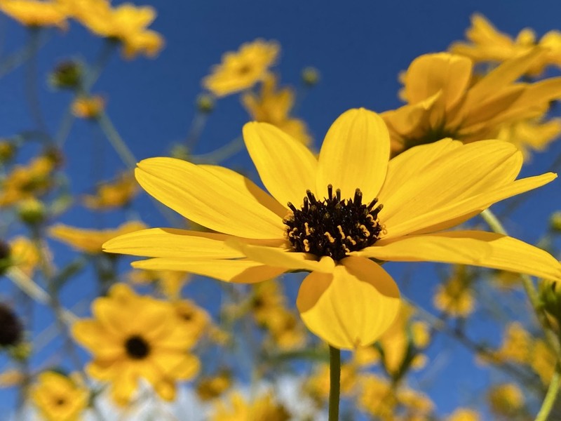 Southeastern Sunflower photo 2