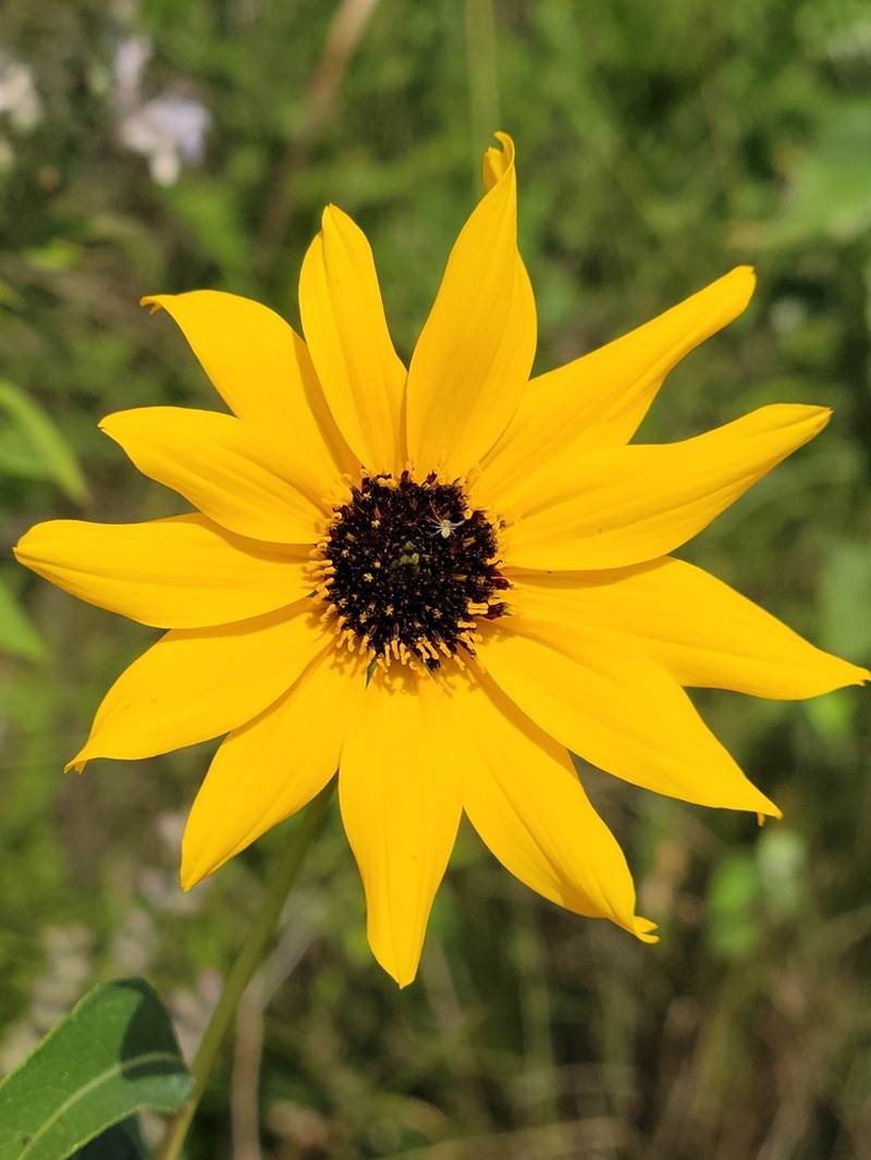 Southeastern Sunflower photo 4