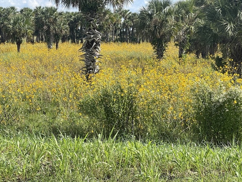 Southeastern Sunflower photo 5