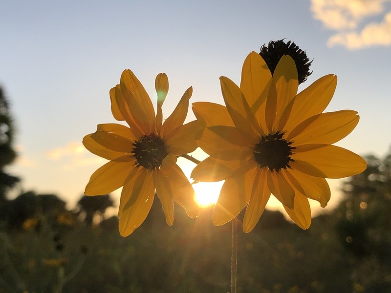 Southeastern Sunflower photo 6