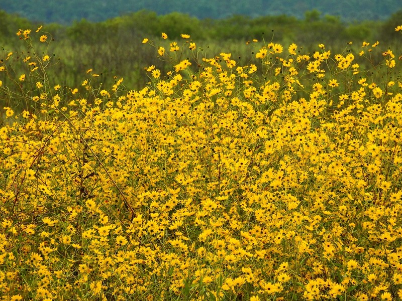 Southeastern Sunflower photo 8