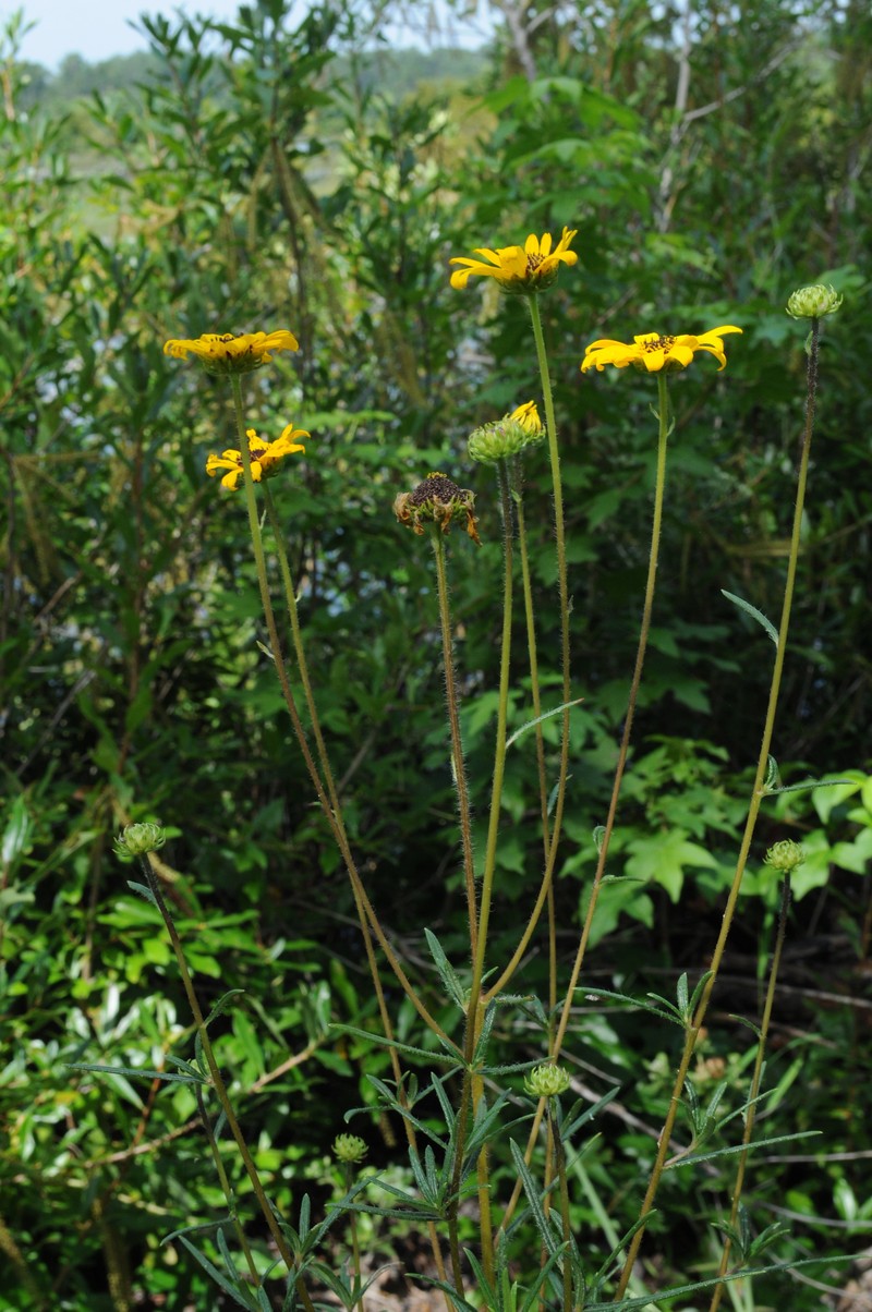 Swamp Sunflower photo 2