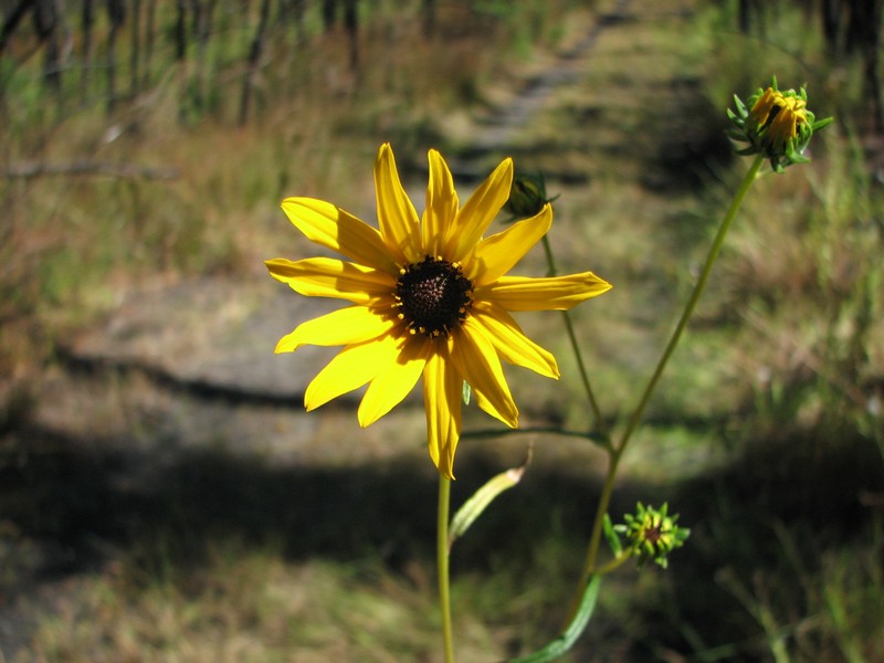 Swamp Sunflower photo 3