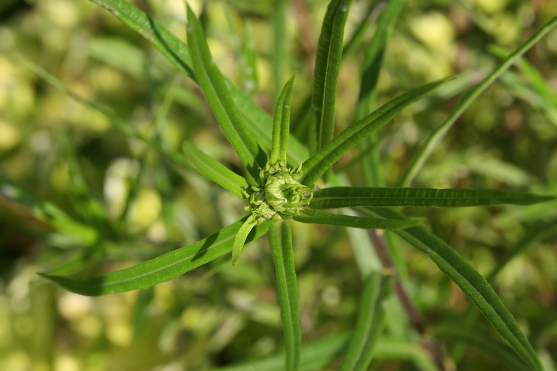Swamp Sunflower photo 4