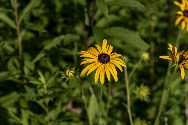 Swamp Sunflower photo 5