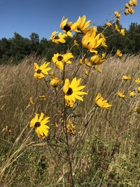 Swamp Sunflower