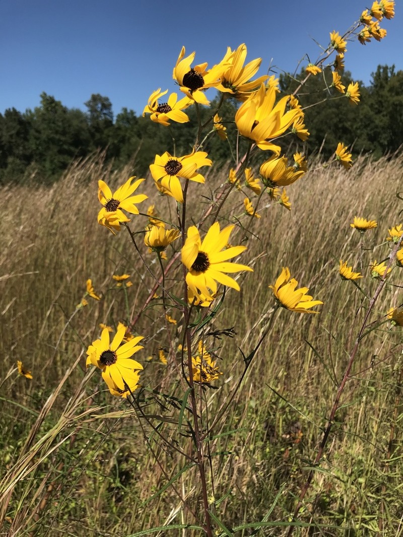 Swamp Sunflower
