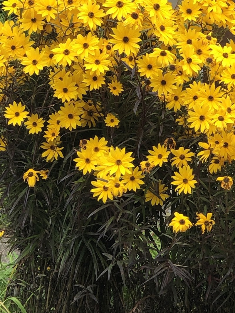Swamp Sunflower photo 2