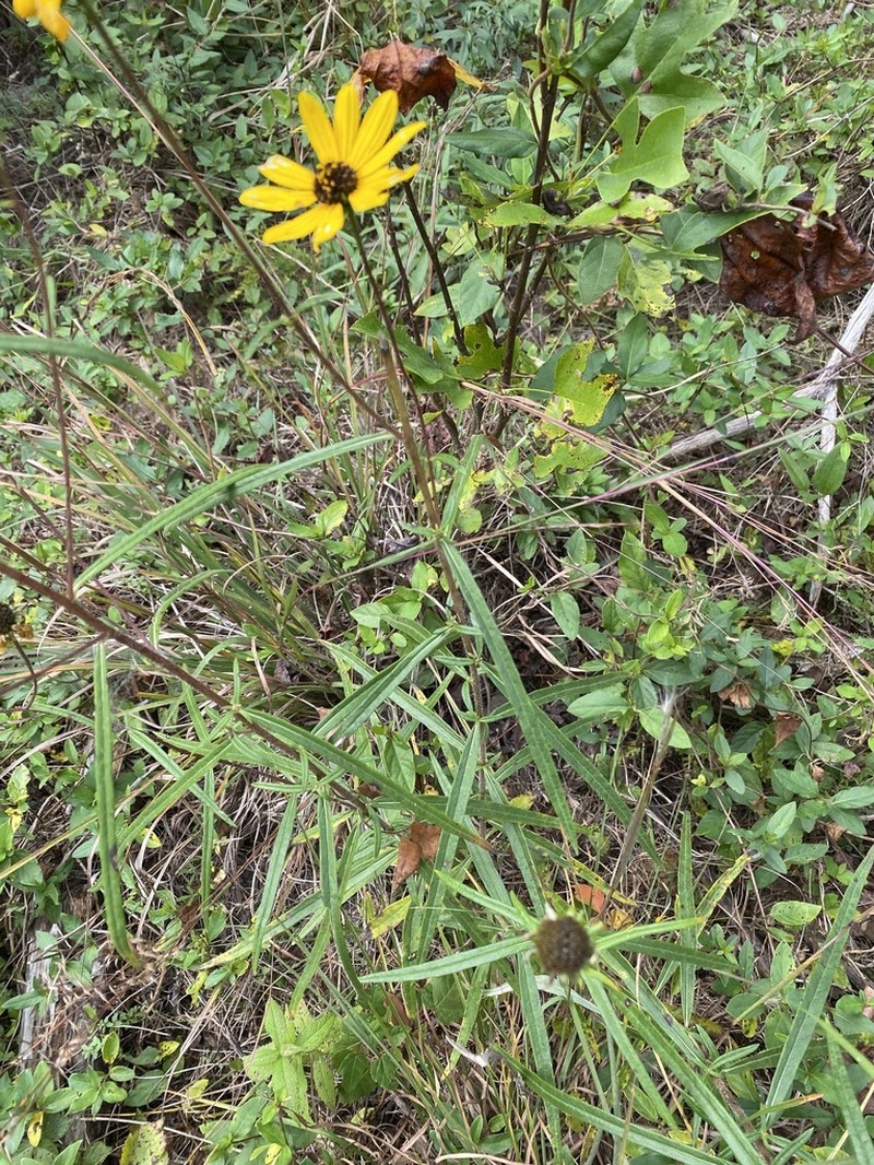 Swamp Sunflower photo 3