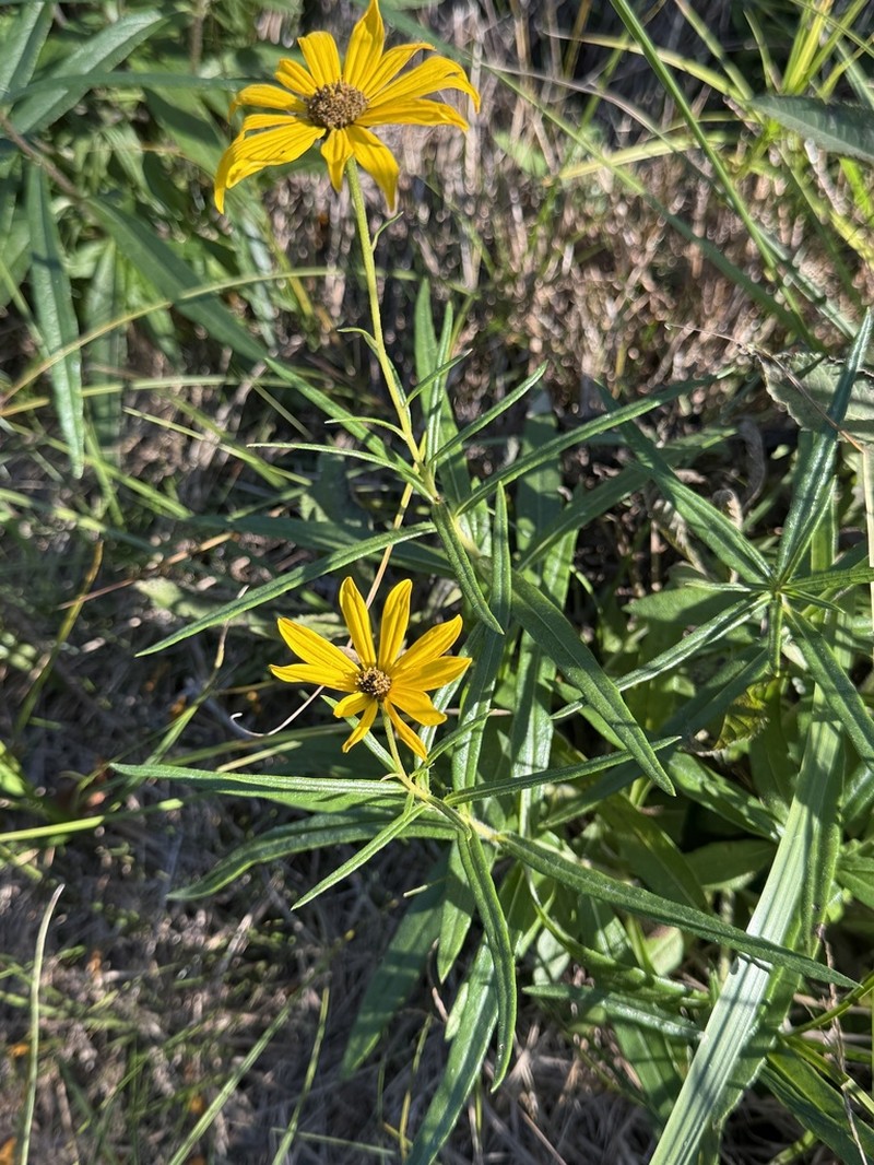 Swamp Sunflower photo 4