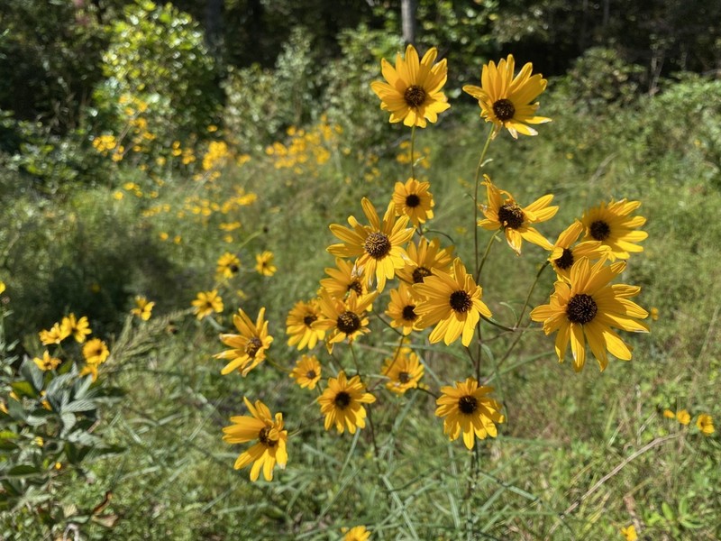 Swamp Sunflower photo 5