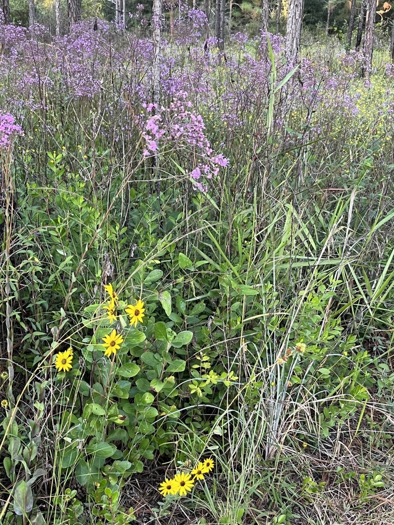 Swamp Sunflower photo 6