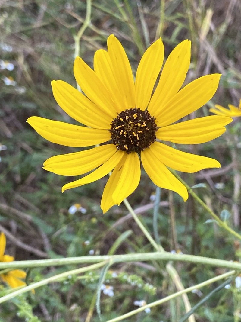 Swamp Sunflower photo 7